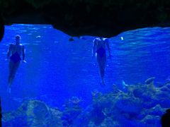 -芜湖新华联大白鲸海洋公园