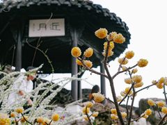 -何园
