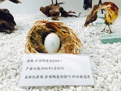 -盐城丹顶鹤湿地生态旅游区
