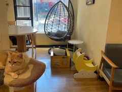 -滚猫咖啡·猫咖·猫友好撸猫(未来城店)