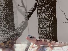 -酷以爬仙阁实体爬宠店·守宫·蜥蜴·专业繁育