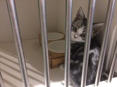 -东方名猫馆·英短金渐层布偶猫舍(环线广场1号楼店)