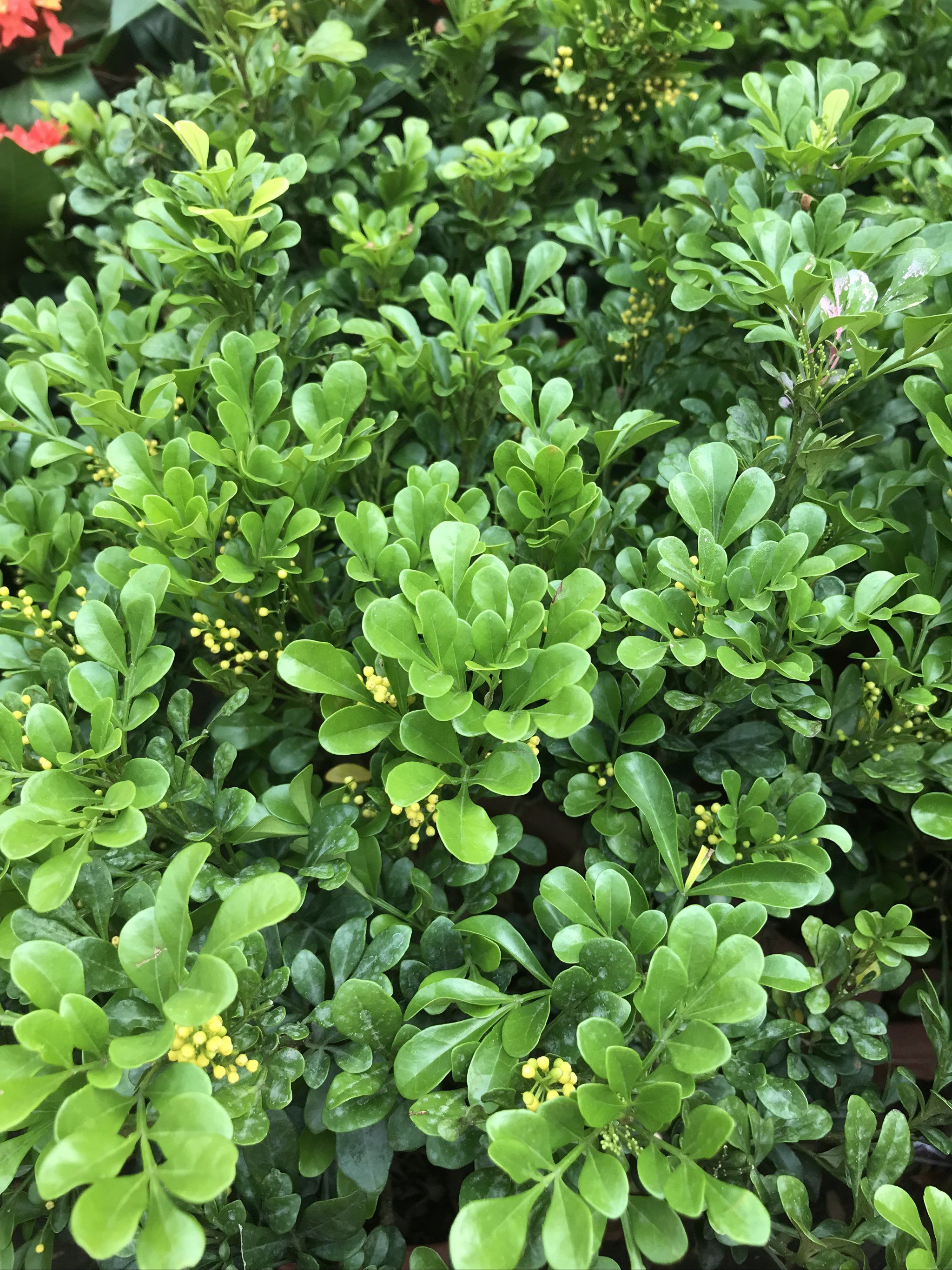 每天认识一种花|米兰花