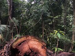 -武吉知马自然保护区