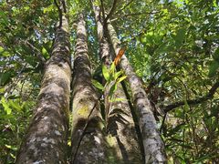 -九龙江国家森林公园