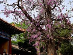 -北京国子监胡同