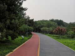 -大兴滨河森林公园