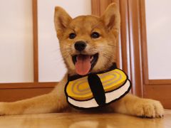 -豆柴町-柴犬主题狗咖(红鼎国际C座店)