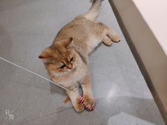 -飞行喵MR PILOT|猫舍·猫咖(静安大融城店)