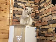 -猫的茶·猫咖
