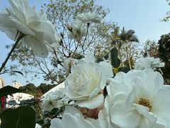 -人民公园(罗湖区)