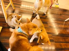 -豆柴町-柴犬主题狗咖(红鼎国际C座店)