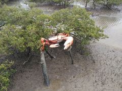 -北海金海湾红树林生态旅游区