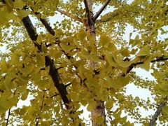 -大兴滨河森林公园