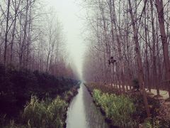 -合肥滨湖国家森林公园