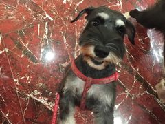 -多卡布奇宠物生活馆(上林世家店)