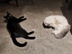 -吉丁鸟咖·异宠·寄养