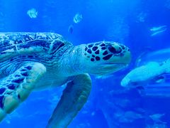 -太平洋海底世界