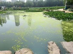 -前关湿地公园