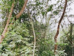 -中国科学院西双版纳热带植物园