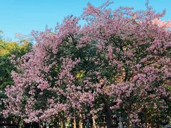 -茶百道(广州天河华师校内店)