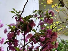 -双季花艺园艺市场(浦东店)