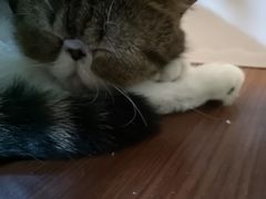 -李小姐の猫咖啡馆(五角场店)