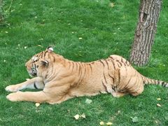 -北京野生动物园