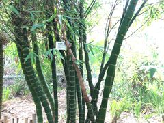 -呀路古热带植物园