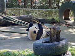 -都江堰中华大熊猫苑