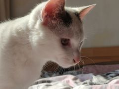 -喜洋洋宠物医院(震川路总店)