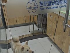-芭比堂动物医院(广州爱宠下渡路分院)