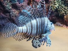 -上海海洋水族馆