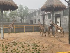 -西霞口神雕山野生动物世界