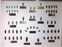 -上海昆虫博物馆