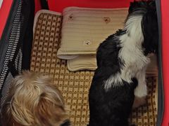 -爱妮康宠物医院·干细胞免疫细胞·肿瘤·心脏(张江店)