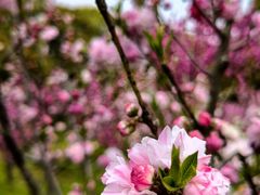 -南汇桃花村