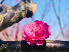 -花开海上生态园