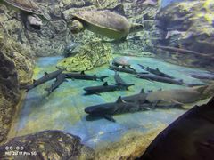 -芜湖新华联大白鲸海洋公园