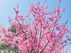 -顾村公园