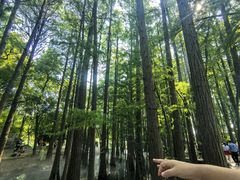 -东湖落雁景区