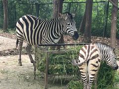 -合肥野生动物园