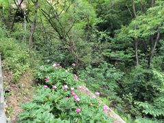 -太平万花山景区