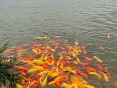 -池杉湖湿地公园