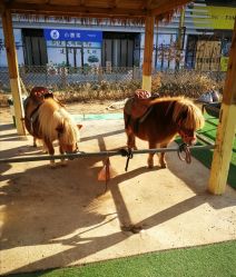 -萌宠亲子动物乐园(槐房万达店)