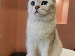 -猫儿山۰猫主题餐厅