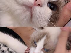 -喵喵咪呀布偶猫咖(春熙路店)