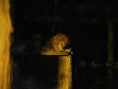 -清迈夜间动物园