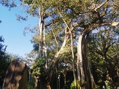 -瑞丽独树成林风景区