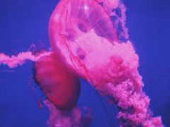 -海合安天津极地海洋公园